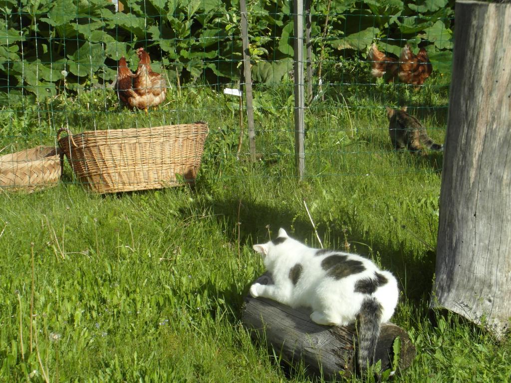 Willa Farm Kosir Kranjska Gora Zewnętrze zdjęcie
