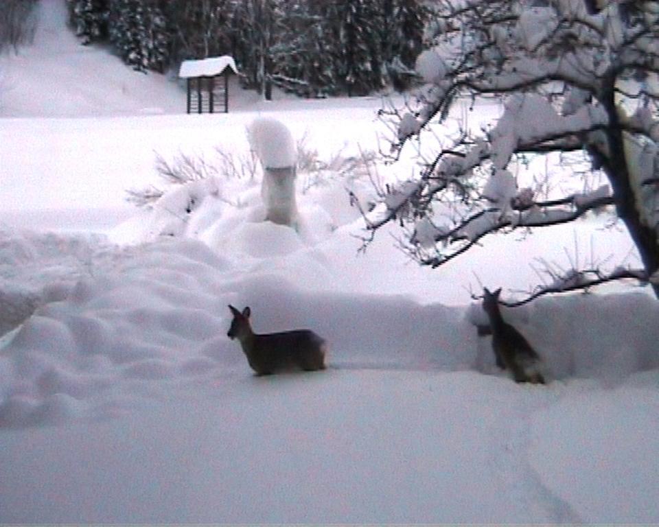 Willa Farm Kosir Kranjska Gora Zewnętrze zdjęcie